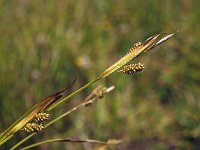 Carex pallescens 12, Bleke zegge, Saxifraga-Hans Dekker