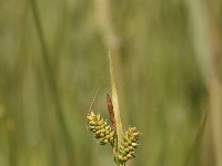 Carex pallescens 13, Bleke zegge, Saxifraga-Bas Klaver