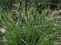 Carex pallescens 14, Bleke zegge, Saxifraga-Peter Meininger