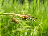 Carex pallescens 16, Bleke zegge, Saxifraga-Rutger Barendse