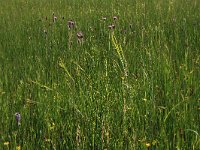 Carex pallescens 17, Bleke zegge, Saxifraga-Hans Boll