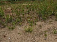 Carex pallescens 18, Bleke zegge, Saxifraga-Hans Boll