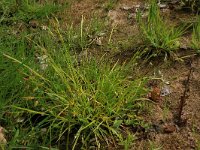 Carex pallescens 19, Bleke zegge, Saxifraga-Hans Boll