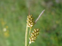 Carex pallescens 5, Bleke zegge, Saxifraga-Jasenka Topic