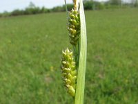 Carex pallescens 6, Bleke zegge, Saxifraga-Jasenka Topic