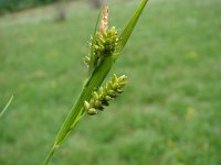 Carex pallescens 7, Bleke zegge, Saxifraga-Jasenka Topic