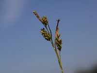 Carex pallescens 9, Bleke zegge, Saxifraga-Peter Meininger