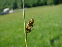 Carex panicea 10, Blauwe zegge, Saxifraga-Jasenka Topic