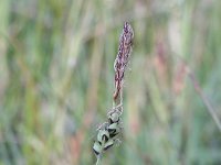 Carex panicea 11, Blauwe zegge, Saxifraga-Rutger Barendse