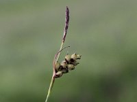 Carex panicea 13, Blauwe zegge, Saxifraga-Peter Meininger