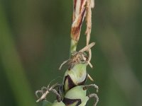 Carex panicea 14, Blauwe zegge, Saxifraga-Rutger Barendse