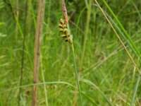 Carex panicea 15, Blauwe zegge, Saxifraga-Rutger Barendse