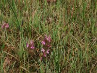 Carex panicea 16, Blauwe zegge, Saxifraga-Hans Boll