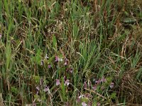 Carex panicea 18, Blauwe zegge, Saxifraga-Hans Boll