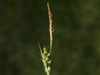 Carex panicea 2, Blauwe zegge, Saxifraga-Jan van der Straaten
