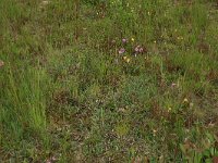 Carex panicea 20, Blauwe zegge, Saxifraga-Hans Boll