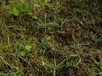 Carex panicea 23, Blauwe zegge, Saxifraga-Hans Boll