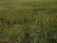 Carex panicea 27, Blauwe zegge, Saxifraga-Hans Boll