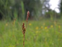 Carex panicea 29, Blauwe zegge, Saxifraga-Jeroen Willemsen