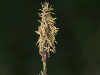 Carex panicea 3, Blauwe zegge, Saxifraga-Marijke Verhagen
