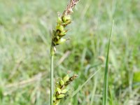Carex panicea 30, Blauwe zegge, Saxifraga-Rutger Barendse