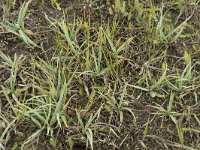 Carex panicea 31, Blauwe zegge, Saxifraga-Willem van Kruijsbergen