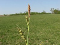 Carex panicea 5, Blauwe zegge, Saxifraga-Jasenka Topic