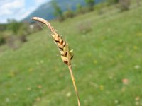 Carex panicea 7, Blauwe zegge, Saxifraga-Jasenka Topic