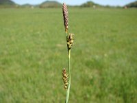 Carex panicea 8, Blauwe zegge, Saxifraga-Jasenka Topic