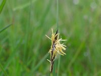 Carex panicea 9, Blauwe zegge, Saxifraga-Jasenka Topic