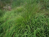 Carex paniculata 11, Pluimzegge, Saxifraga-Hans Boll