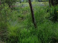 Carex paniculata 12, Pluimzegge, Saxifraga-Hans Boll