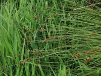 Carex paniculata 13, Pluimzegge, Saxifraga-Hans Boll