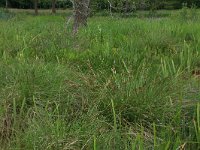 Carex paniculata 15, Pluimzegge, Saxifraga-Hans Boll