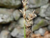 Carex paniculata 26, Pluimzegge, Saxifraga-Rutger Barendse