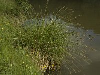 Carex paniculata 6, Pluimzegge, Saxifraga-Willem van Kruijsbergen