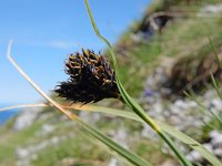 Carex parviflora 3, Saxifraga-Ed Stikvoort