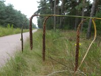 Carex pendula 10, Hangende zegge, Saxifraga-Rutger Barendse