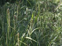 Carex pendula 5, Hangende zegge, Saxifraga-Peter Meininger