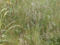 Carex pendula 7, Hangende zegge, Saxifraga-Peter Meininger