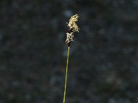 Carex pilosa, Hairy Sedge