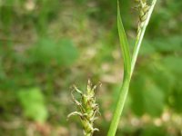 Carex pilosa 2, Gewimperde zegge, Saxifraga-Jasenka Topic