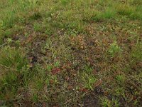 Carex pilulifera 11, Pilzegge, Saxifraga-Hans Boll