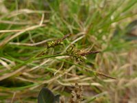 Carex pilulifera 12, Pilzegge, Saxifraga-Jelle van Dijk