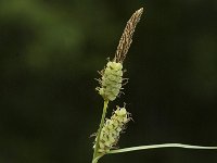 Carex pilulifera 13, Pilzegge, Saxifraga-Jan van der Straaten