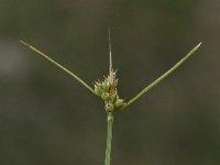 Carex pilulifera 14, Pilzegge, Saxifraga-Peter Meininger