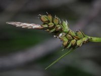Carex pilulifera 15, Pilzegge, Saxifraga-Rutger Barendse