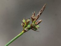 Carex pilulifera 16, Pilzegge, Saxifraga-Peter Meininger
