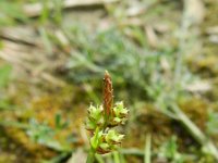 Carex pilulifera 17, Pilzegge, Saxifraga-Rutger Barendse