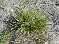 Carex pilulifera 18, Pilzegge, Saxifraga-Rutger Barendse